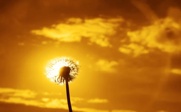 Weißer Flauschiger Löwenzahn Bei Sonnenuntergang Sonne Und Himmelshintergrund — Stockfoto