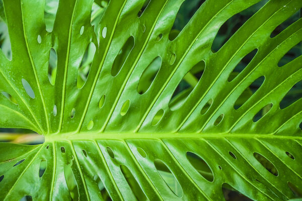 Green Monstera leaf  for background - top view. leaf background