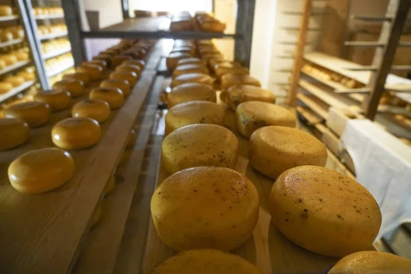 フランスアルプスのアルプス農場でチーズの伝統的な生産 チーズの上にチーズとトレイ 業界を作ります — ストック写真