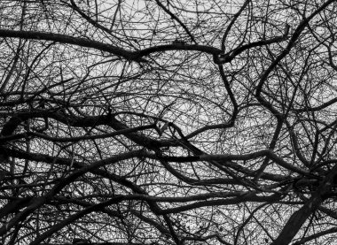 Yapraksız Platanus ağaçlarda sonbahar günü.