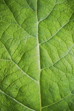 bir yaprak doku yeşil arka plan. 