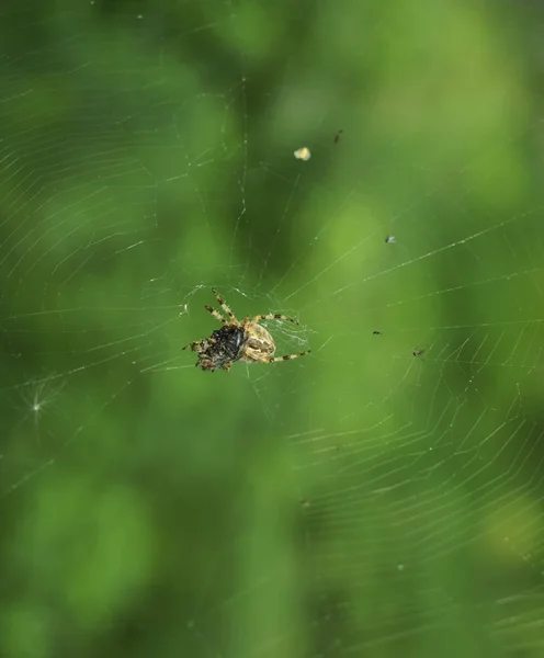 Aranha Web Fundo Bokeh Verde — Fotografia de Stock