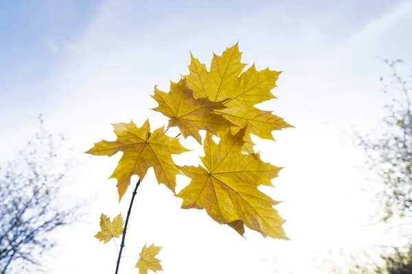 Vista Baixo Até Árvore Bordo Acer Platanoides Ramo Com Folhas — Fotografia de Stock