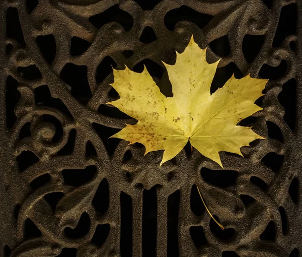 Een Herfst Esdoornblad Metaal Patroon Deur — Stockfoto