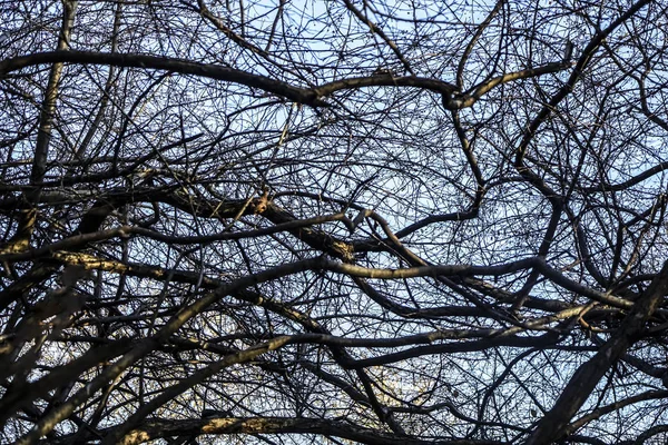 秋日无叶的鸭嘴兽树 — 图库照片