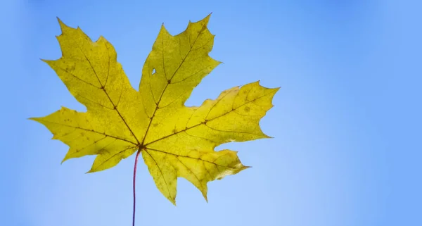 Mavi Gökyüzü Arka Plan Karşı Bir Sarı Akçaağaç Yaprağı — Stok fotoğraf