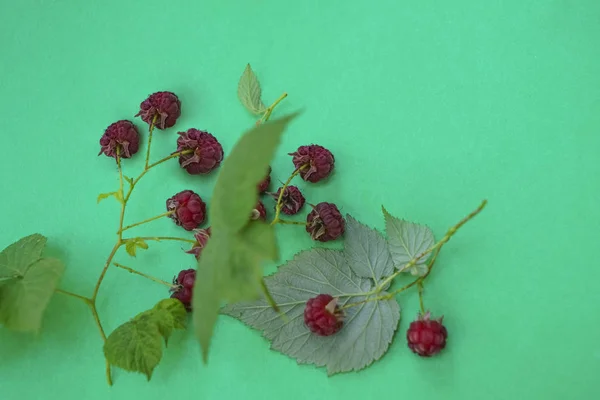 Vilda Hallon Med Gröna Blad Grön Papper Bakgrund — Stockfoto