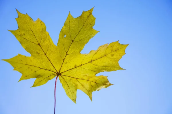 青空背景に つの黄色のカエデの葉 — ストック写真