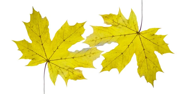Yellow Maple Leaves Isolated White Background — Stock Photo, Image
