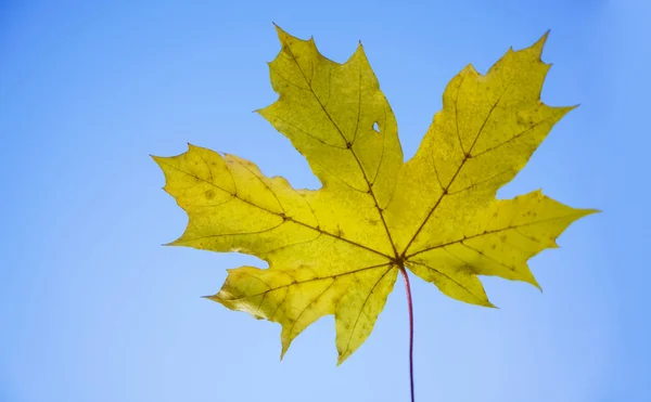 Een Gele Esdoornblad Tegen Blauwe Hemelachtergrond — Stockfoto