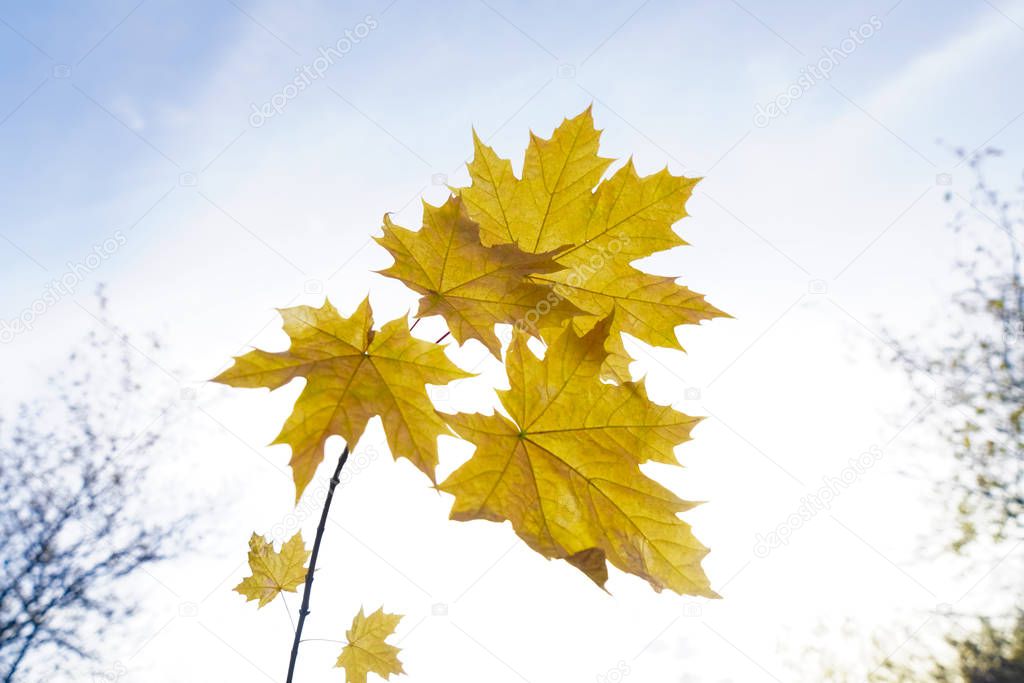 view from the bottom up to the maple tree (Acer platanoides) branch with bright colored leaves on a blue sky background. 