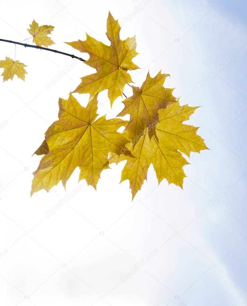 view from the bottom up to the maple tree (Acer platanoides) branch with bright colored leaves on a blue sky background. 