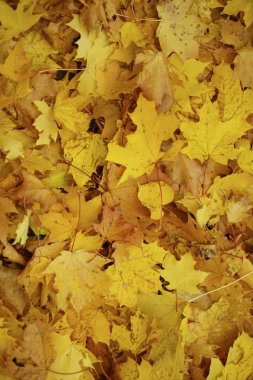 Güzel arka plan sarı sonbahar akçaağaç yaprakları yere, güneşli hava, doku tasarımı için.