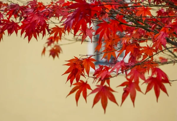 Árbol Arce Rojo Edificio Amarillo Temporada Otoño —  Fotos de Stock