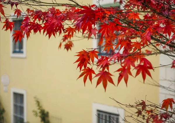 Klon Czerwony Drzewo Żółty Budynek Sezon Jesienny Czas — Zdjęcie stockowe