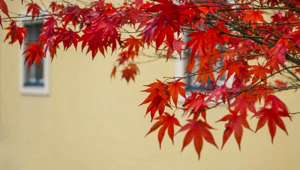 Árbol Arce Rojo Edificio Amarillo Temporada Otoño —  Fotos de Stock