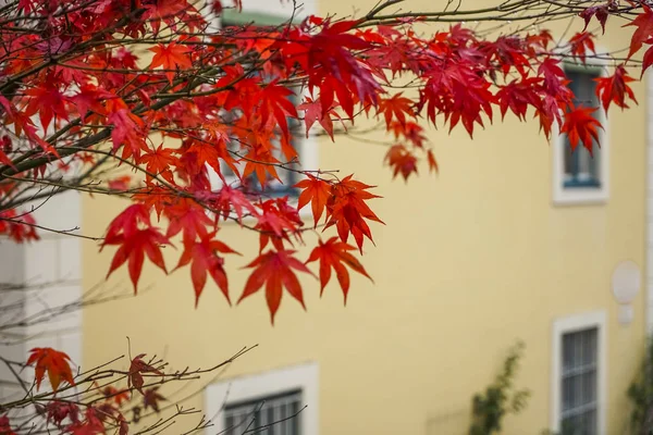 Red maple tree on yellow building. autumn time season. — Stock Image Red Maple Tree Yellow Building Autumn Time Season Stock Photo