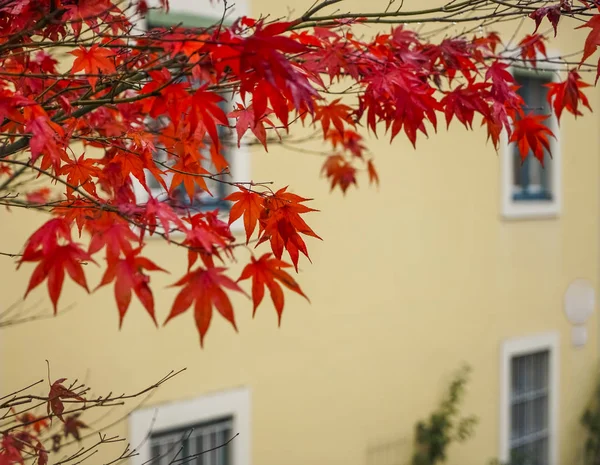 red maple tree on yellow building. autumn time season.