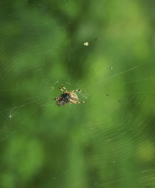 Spinne Netz Auf Grünem Bokeh Hintergrund — Stockfoto