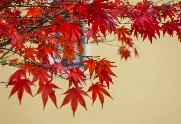 red maple tree on yellow building. autumn time season.