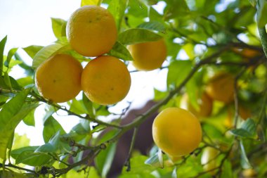 Mavi bir gökyüzünde yeşil yaprakları ve üzerinde birçok mandalina ile Mandalina ağacı.