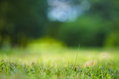 taze ot çayır. Park arka plan. Ağaçlar yeşil bokeh