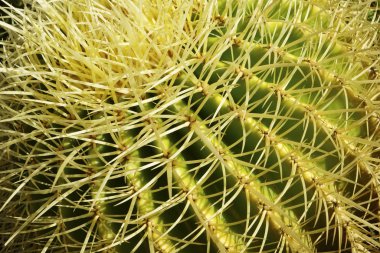 arka plan yeşil küresel kaktüs. Yakın çekim