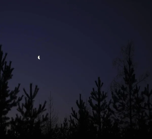 Forest Moon Night Scenic Night Landscape Dark Sky Moon — Stock Photo, Image