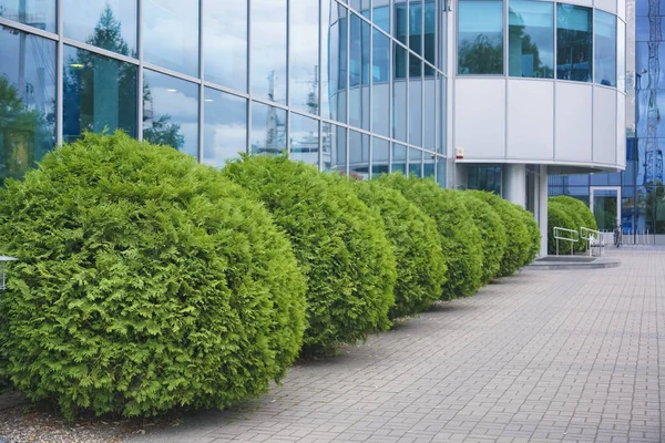 modern office building is covered with glass panels. green bushes near business building. summer time season.