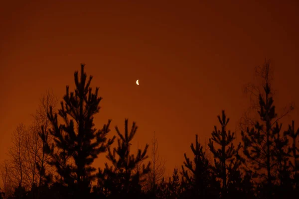 Las Księżyc Nocy Malownicze Nocny Krajobraz Mroczne Niebo Księżyc — Zdjęcie stockowe