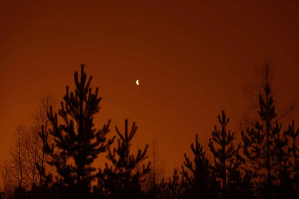 Forest Moon Night Scenic Night Landscape Dark Sky Moon — Stock Photo, Image