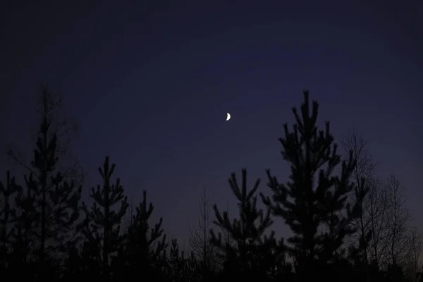 Δάσος Και Φεγγάρι Βράδυ Τοπίο Φυσικού Κάλλους Νύχτα Της Σκοτεινό — Φωτογραφία Αρχείου