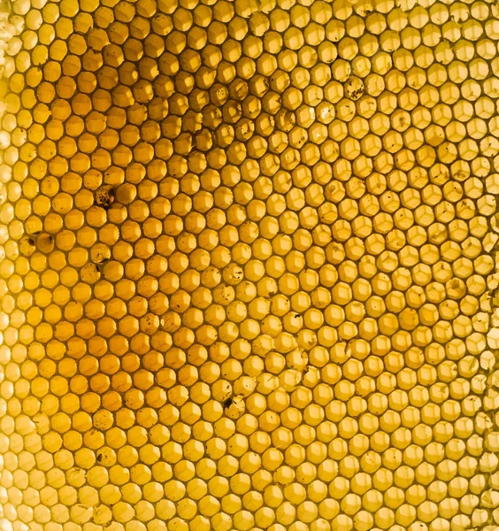 Background Honey Comb — Stok fotoğraf