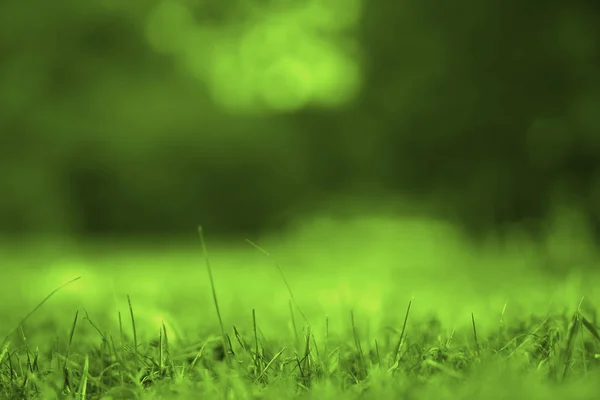 Луг Свежей Травы Парк Фон Зеленый Боке Деревьев — стоковое фото