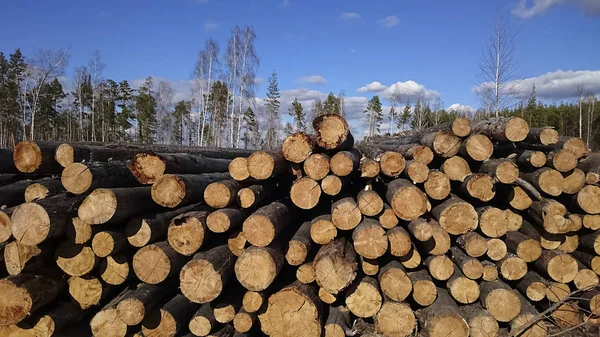 Cut logs of trees in summer forest