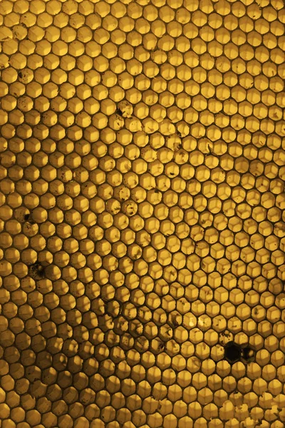 蜂巣のハニーの背景をクローズ アップ — ストック写真