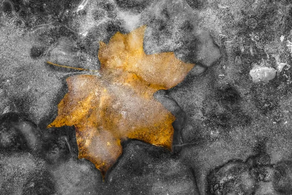 Ahornblatt Eis Eingefroren — Stockfoto