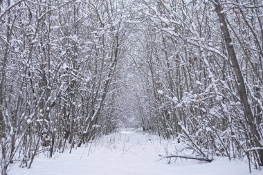 Kış sahne. ufuk kar kış ormanda kar yağışı çevrili düz patika kaplı. Rusya.