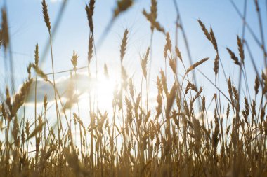 buğday kulaklarını mavi gökyüzü.  
