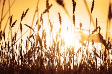 buğday kulaklarını mavi gökyüzü.  