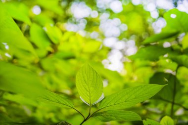 yeşil yaprakları bokeh arka plan üzerinde. bahar zaman sezon. 