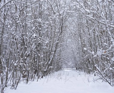 Kış sahne. ufuk kar kış ormanda kar yağışı çevrili düz patika kaplı. Rusya.