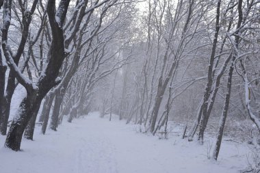 Kış sahne. ufuk kar kış ormanda kar yağışı çevrili düz patika kaplı. Rusya.