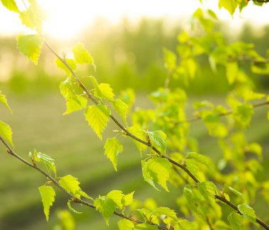Doğa arka plan birch bahar genç yaprakları 