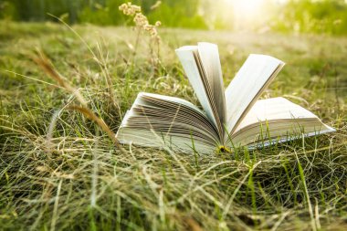 günbatımı kuru sarı yeşil taze çimenlerin üzerinde kitap
