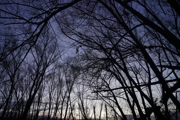 晚上的自然背景抽象树木与干燥的死的分支 — 图库照片