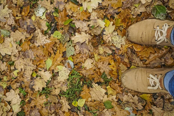 Hombre de pie sobre hojas de otoño —  Fotos de Stock