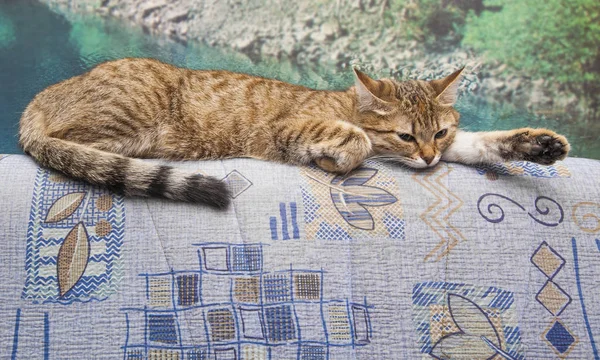 Cute Gray Baby Cat Lying Coach — Stock Photo, Image