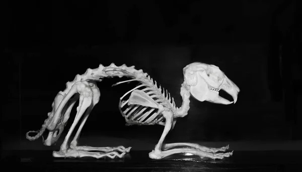 Tyrannosaurus Rex Esqueleto Aislado Sobre Fondo Negro Huesos Cráneo Cola —  Fotos de Stock