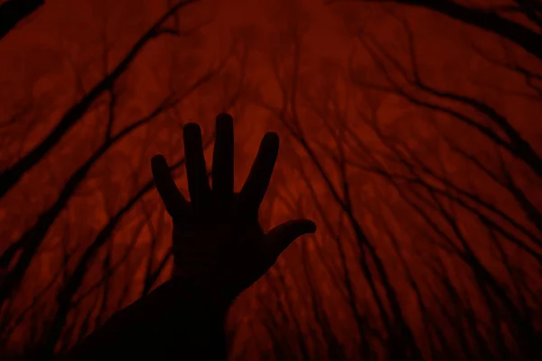 silhouette of male hand against sunset in forest